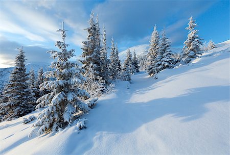 simsearch:400-06861143,k - Morning winter mountain landscape with fir trees on slope. Foto de stock - Super Valor sin royalties y Suscripción, Código: 400-06564965