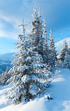 simsearch:400-06861143,k - Morning winter mountain landscape with snow covered fir trees in front. Foto de stock - Super Valor sin royalties y Suscripción, Código: 400-06564966