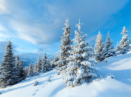 simsearch:400-06861143,k - Morning winter mountain landscape with snow covered fir trees in front. Foto de stock - Super Valor sin royalties y Suscripción, Código: 400-06564967