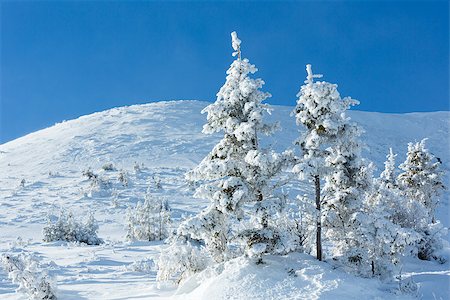 simsearch:400-07101023,k - Morning winter mountain landscape with fir trees on slope. Photographie de stock - Aubaine LD & Abonnement, Code: 400-06564969
