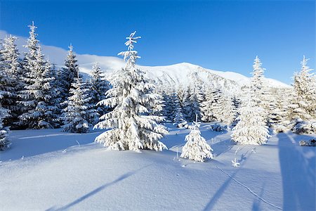 simsearch:400-06861143,k - Morning winter mountain landscape with fir trees on slope. Foto de stock - Super Valor sin royalties y Suscripción, Código: 400-06564974
