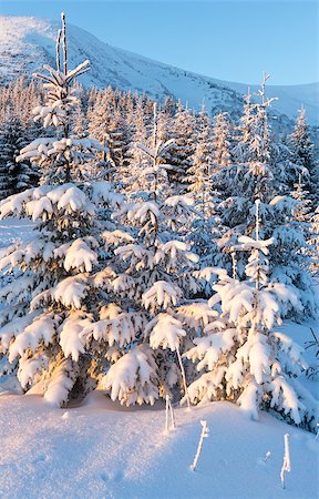 simsearch:400-07101023,k - Winter mountain landscape with snow covered fir trees in sunrise light Photographie de stock - Aubaine LD & Abonnement, Code: 400-06564972