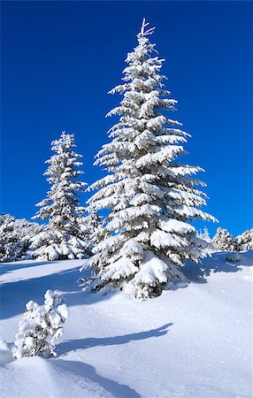 simsearch:400-06861143,k - Morning winter mountain landscape with fir trees on slope. Foto de stock - Super Valor sin royalties y Suscripción, Código: 400-06564973