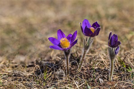 pasque flower - pasqueflower, (pulsatilla vulgaris), which blooms in early spring Stock Photo - Budget Royalty-Free & Subscription, Code: 400-06565119