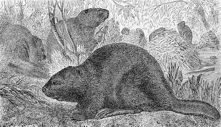 Eurasian Beaver on engraving from 1890. Engraved by unknown artist and published in Meyers Konversations-Lexikon, Germany,1890. Foto de stock - Super Valor sin royalties y Suscripción, Código: 400-06565249
