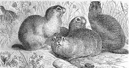 european ground squirrel - European ground squirrel on engraving from 1890. Engraved by unknown artist and published in Meyers Konversations-Lexikon, Germany,1890. Photographie de stock - Aubaine LD & Abonnement, Code: 400-06565250