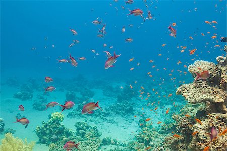 Scalefin anthias fish and corals in the Red sea Foto de stock - Super Valor sin royalties y Suscripción, Código: 400-06565379