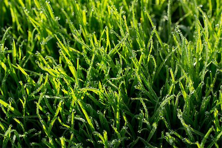 simsearch:400-07258772,k - A detail of fresh grass with dew drops. Stock Photo - Budget Royalty-Free & Subscription, Code: 400-06565434