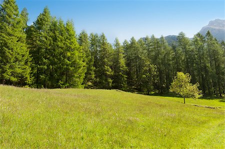 Sunny green alpine meadow with blue sky Stock Photo - Budget Royalty-Free & Subscription, Code: 400-06565787