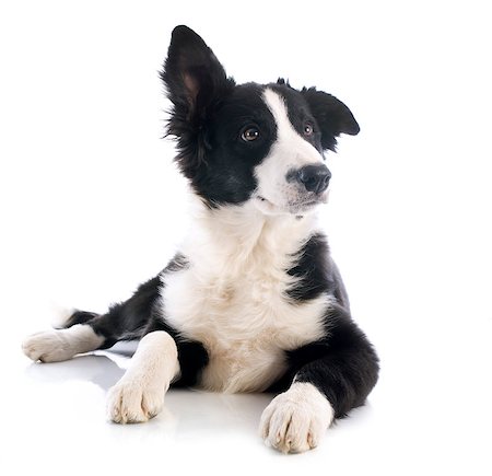 dog lying down black - portrait of puppy border collie in front of white background Stock Photo - Budget Royalty-Free & Subscription, Code: 400-06565915