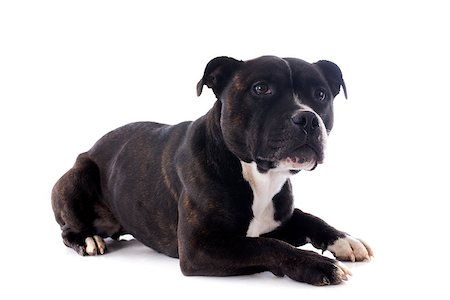 simsearch:400-06565925,k - portrait of a staffordshire bull terrier in front of white background Photographie de stock - Aubaine LD & Abonnement, Code: 400-06565916