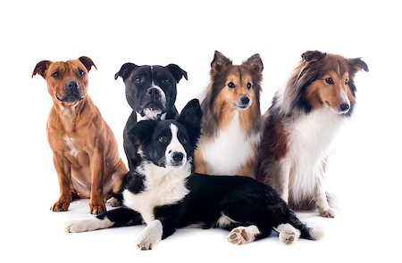 simsearch:400-08615864,k - portrait of five purebred dogs in front of white background Stock Photo - Budget Royalty-Free & Subscription, Code: 400-06565925