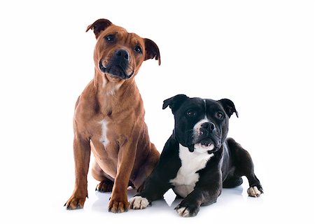 simsearch:400-06565923,k - portrait of two  staffordshire bull terrier in front of white background Photographie de stock - Aubaine LD & Abonnement, Code: 400-06565923