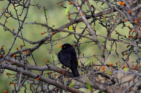 A Turdus merula in Athens Stock Photo - Budget Royalty-Free & Subscription, Code: 400-06565954