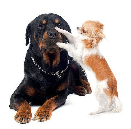 simsearch:400-06570271,k - portrait of a purebred rottweiler and chihuahua  in front of white background Stockbilder - Microstock & Abonnement, Bildnummer: 400-06565961