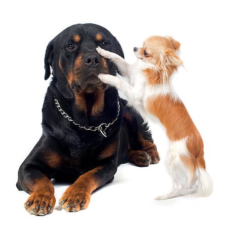 simsearch:400-06570271,k - portrait of a purebred rottweiler and chihuahua  in front of white background Foto de stock - Super Valor sin royalties y Suscripción, Código: 400-06565961