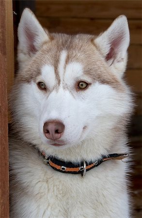 dog muzzle - Siberian Husky dog breed (closeup muzzle) Stock Photo - Budget Royalty-Free & Subscription, Code: 400-06565994