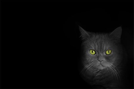 black cat with green eyes on the black background Stock Photo - Budget Royalty-Free & Subscription, Code: 400-06566016