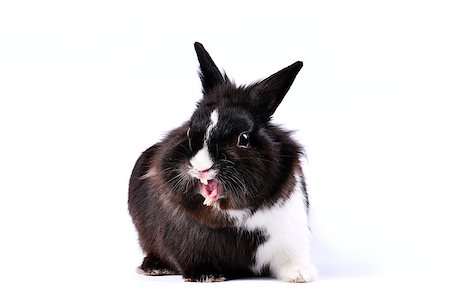black and white little easter hare on white background Stock Photo - Budget Royalty-Free & Subscription, Code: 400-06566060