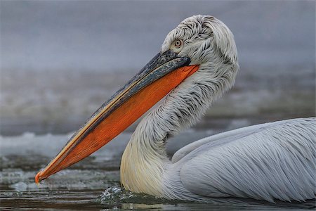 pelican - Dalmatian Pelican (Pelecanus crispus) in the Danube Delta, Romania Stock Photo - Budget Royalty-Free & Subscription, Code: 400-06566177