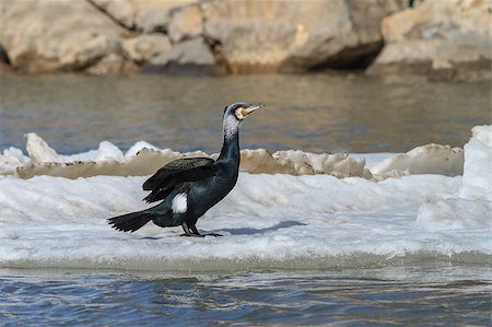 phalacrocorax - cormorant (phalacrocorax carbo ) in winter. Location: Danube Delta, Romania Stock Photo - Budget Royalty-Free & Subscription, Code: 400-06566178