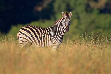 simsearch:400-07657090,k - Plains (Burchells) Zebra (Equus burchelli), South Africa Fotografie stock - Microstock e Abbonamento, Codice: 400-06566380