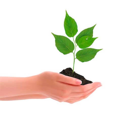 Hands holding young plant Stock Photo - Budget Royalty-Free & Subscription, Code: 400-06566548