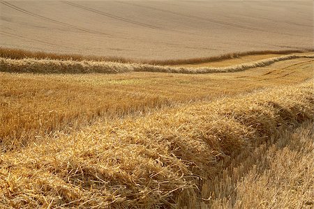 simsearch:400-05699446,k - rural landscape, partially harvested gold wheat field Stock Photo - Budget Royalty-Free & Subscription, Code: 400-06566604