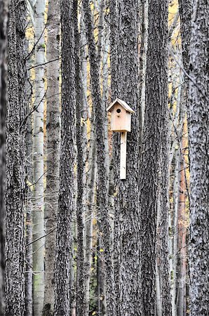 forest pollution - Starling house in a tree Stock Photo - Budget Royalty-Free & Subscription, Code: 400-06566824