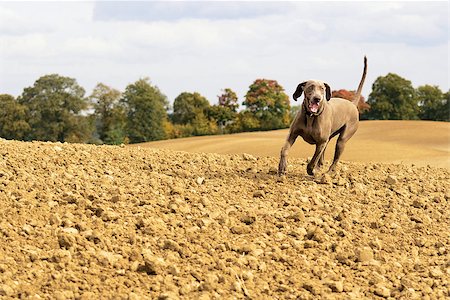 dog police - The photo shows Weimaraner in action and fun in the open air. Stock Photo - Budget Royalty-Free & Subscription, Code: 400-06566847