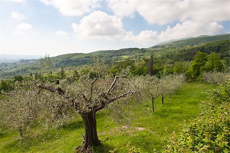 dry trees dry lands - Olive Grove on the Slopes of the Apennine Mountains, Italy Stock Photo - Budget Royalty-Free & Subscription, Code: 400-06567202