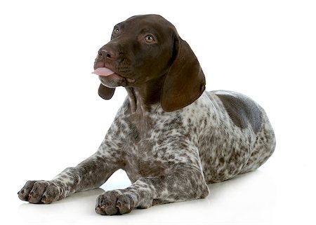 simsearch:693-03303244,k - funny dog - german shorthaired pointer sticking tongue out isolated on white background Photographie de stock - Aubaine LD & Abonnement, Code: 400-06567289