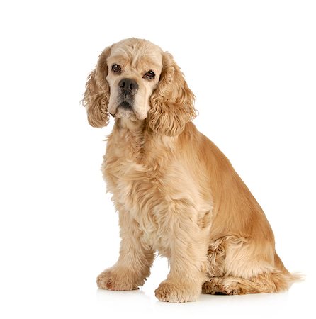 simsearch:400-07571868,k - senior dog - american cocker spaniel sitting isolated on white background Fotografie stock - Microstock e Abbonamento, Codice: 400-06567281