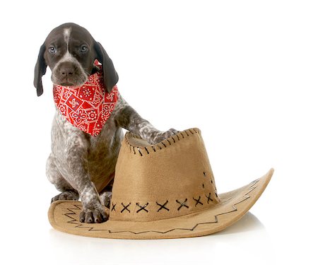 country dog - german shorthaired pointer sitting beside western hat isolated on white background - 5 weeks old Stock Photo - Budget Royalty-Free & Subscription, Code: 400-06567294