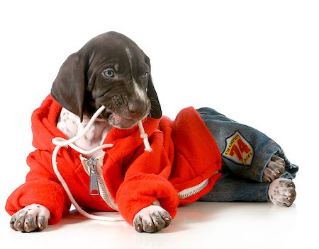 small to big dogs - cute puppy- german short haired pointer puppy wearing clothing isolated on white background Foto de stock - Super Valor sin royalties y Suscripción, Código: 400-06567295