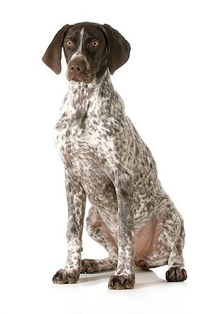 pointer dogs sitting - german shorthaired pointer sitting looking at viewer isolated on white background Stock Photo - Budget Royalty-Free & Subscription, Code: 400-06567299