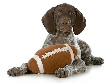 pointer dogs colors - cute puppy- german short haired pointer puppy with stuffed football isolated on white background Stock Photo - Budget Royalty-Free & Subscription, Code: 400-06567290