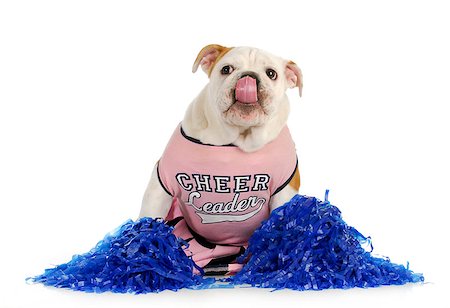 simsearch:400-04575931,k - cheerleader - english bulldog dressed up like a cheerleader on white background Photographie de stock - Aubaine LD & Abonnement, Code: 400-06567317