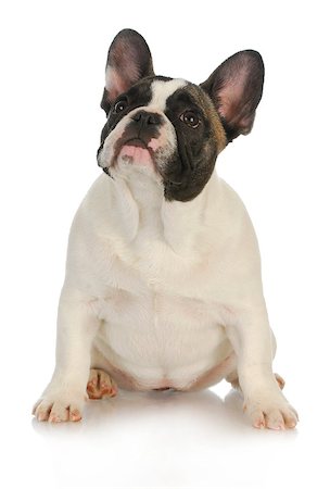 simsearch:400-06567310,k - french bulldog sitting looking up on white background Stockbilder - Microstock & Abonnement, Bildnummer: 400-06567310