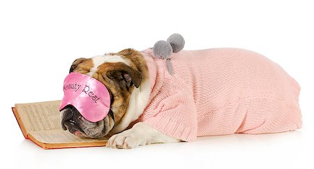 simsearch:400-04227801,k - falling asleep reading - english bulldog with boring book isolated on white background Stockbilder - Microstock & Abonnement, Bildnummer: 400-06567312