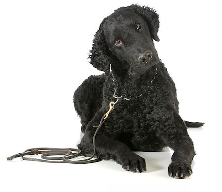 curly coated retriever on a leather leash and choke collar isolated on white background Stockbilder - Microstock & Abonnement, Bildnummer: 400-06567324