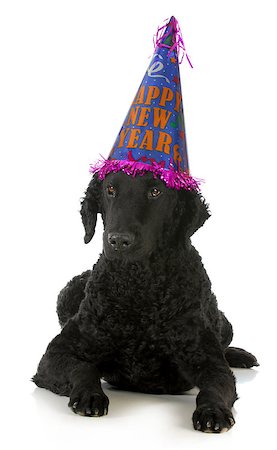 funny new years eve pics - happy new year dog - curly coated retriever wearing silly hat isolated on white background Stock Photo - Budget Royalty-Free & Subscription, Code: 400-06567327