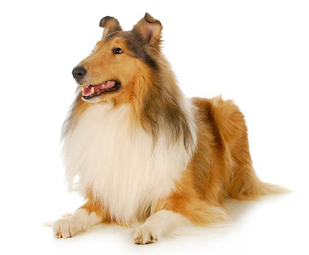 sablé - collie - rough coated collie laying down looking up isolated on white background Stock Photo - Budget Royalty-Free & Subscription, Code: 400-06567329