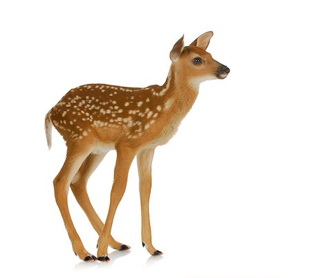 fawn standing isolated on white background Stock Photo - Budget Royalty-Free & Subscription, Code: 400-06567344