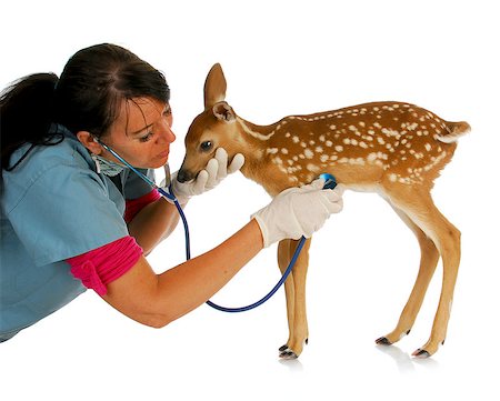 wildlife veterinary care - veterinarian treating baby fawn isolated on white background Stock Photo - Budget Royalty-Free & Subscription, Code: 400-06567341