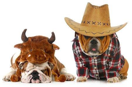 simsearch:400-04809612,k - country dog - english bulldog dressed up like a farmer and a bull isolated on white background Photographie de stock - Aubaine LD & Abonnement, Code: 400-06567355