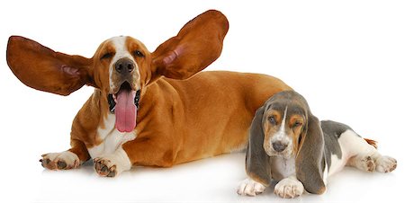 two basset hounds with silly expressions on white background Stock Photo - Budget Royalty-Free & Subscription, Code: 400-06567357