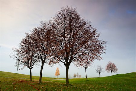 On the empty golf course in autumn Stock Photo - Budget Royalty-Free & Subscription, Code: 400-06567927