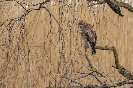 Common Buzzard (Buteo buteo) on a tree. Danube Delta, Romania Stockbilder - Microstock & Abonnement, Bildnummer: 400-06567935