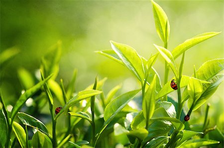 Tea Leaf with Plantation in the Background Stock Photo - Budget Royalty-Free & Subscription, Code: 400-06568129